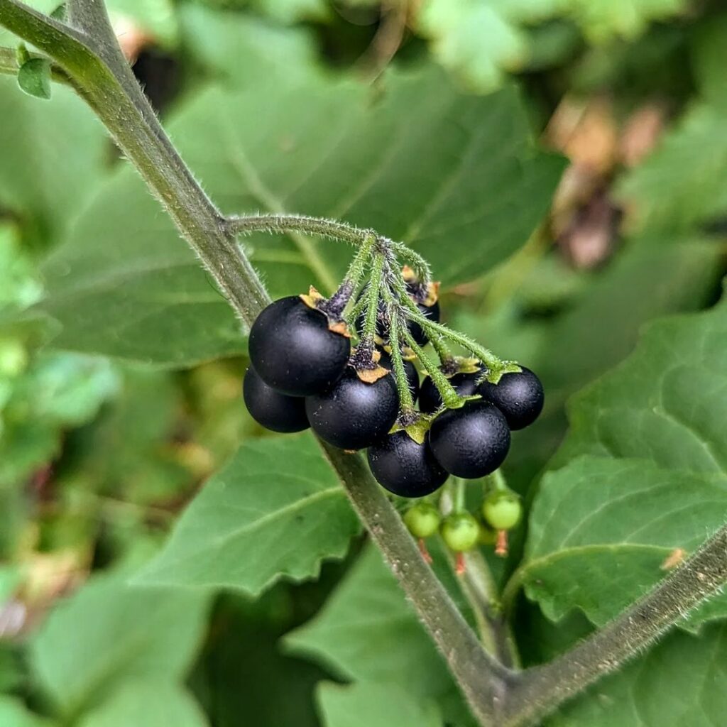 Cultive a Maria-Pretinha em Casa: Dicas Essenciais para Aproveitar seus Benefícios
