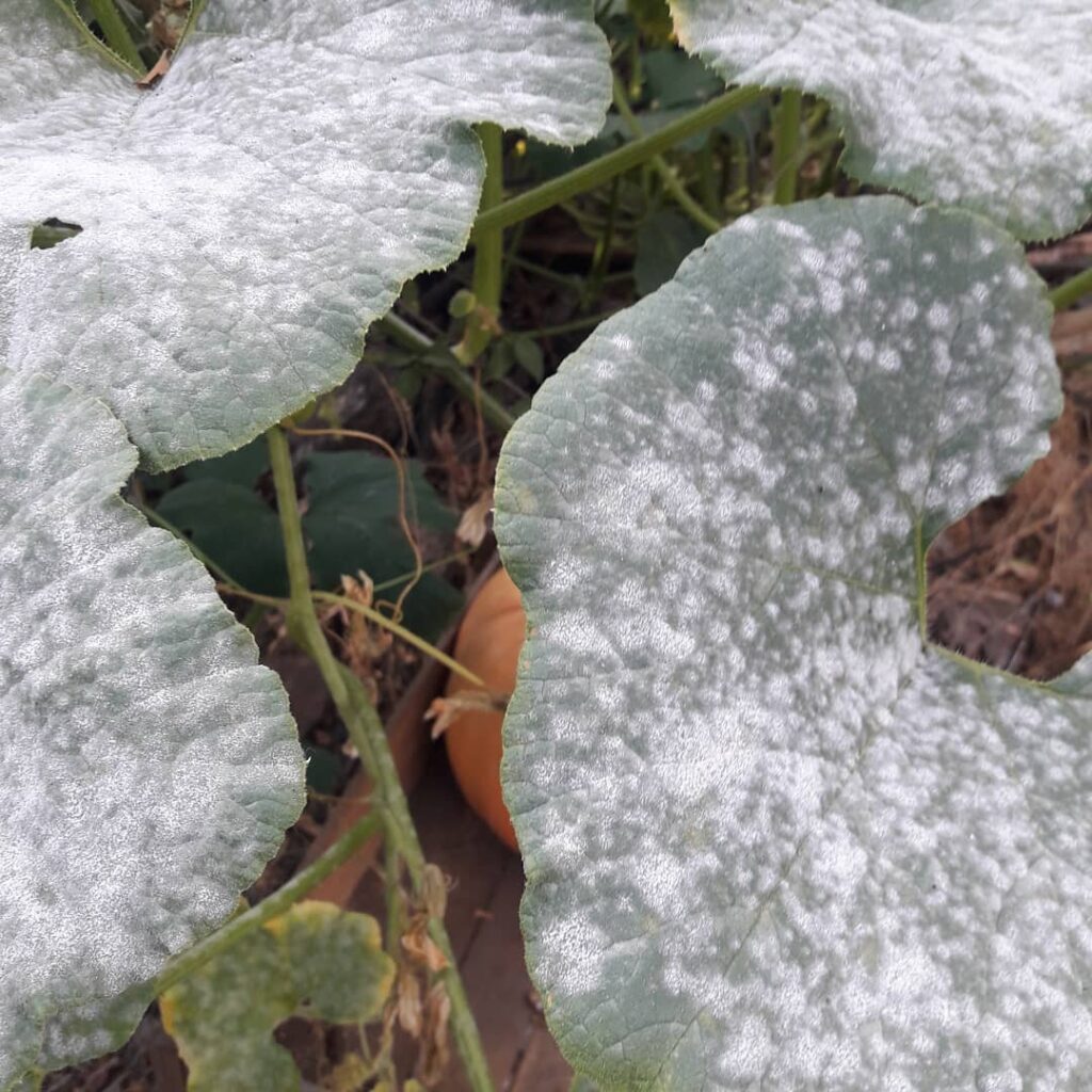 Como identificar e eliminar as Manchas Brancas nas Plantas?