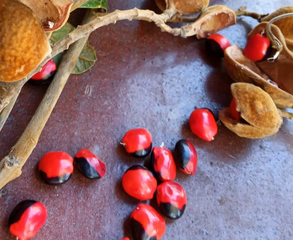 Olho-de-cabra: a árvore brasileira de sementes bicolores que encanta e protege