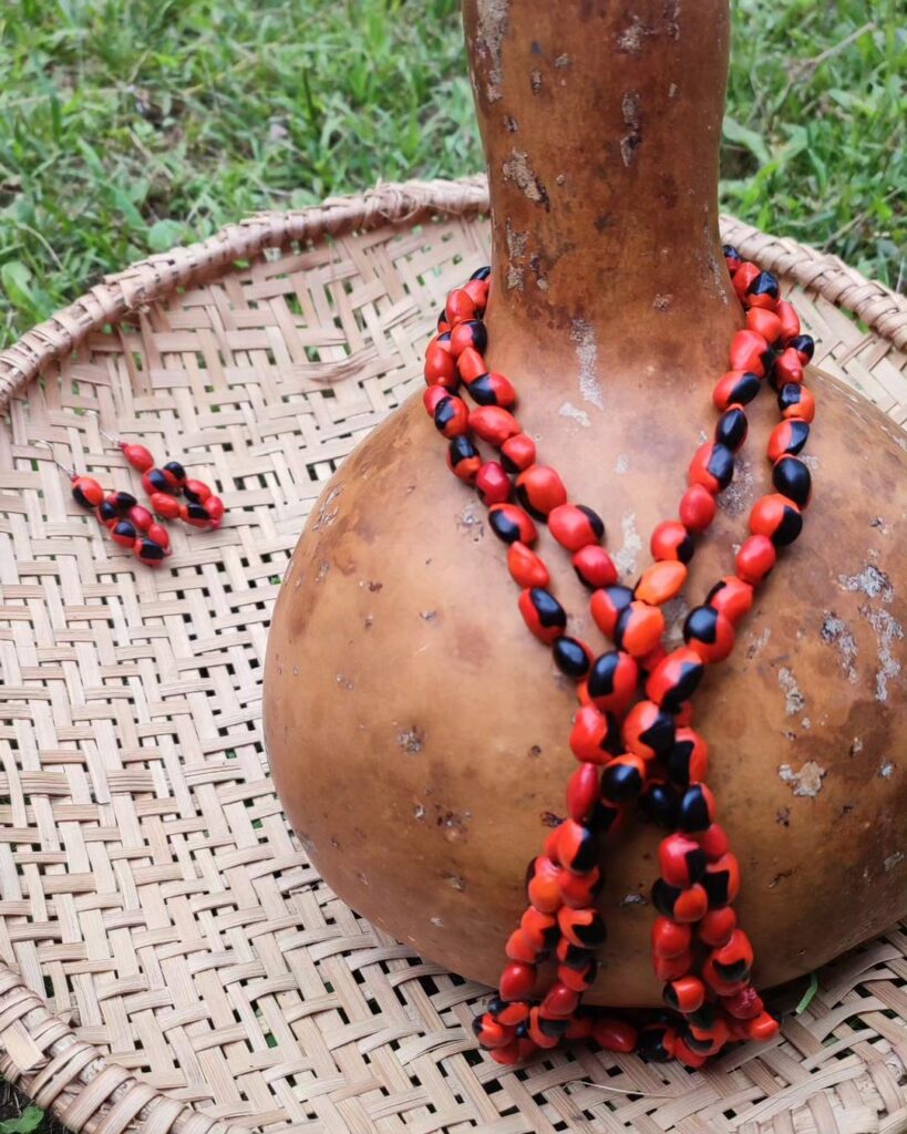 Olho-de-cabra: a árvore brasileira de sementes bicolores que encanta e protege