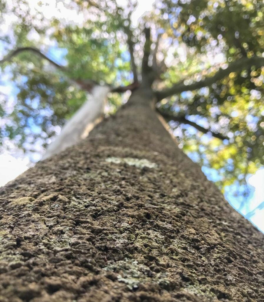 Olho-de-cabra: a árvore brasileira de sementes bicolores que encanta e protege