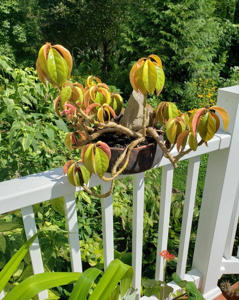 Dicas práticas para cultivar ora-pro-nóbis dentro de casa.