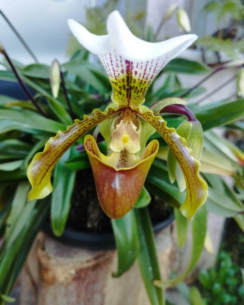 Orquídea Sapatinho: Beleza e Sofisticação para Seu Jardim