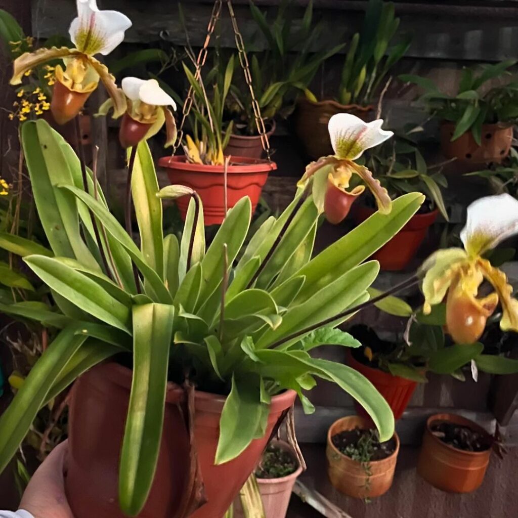 Orquídea Sapatinho: Beleza e Sofisticação para Seu Jardim