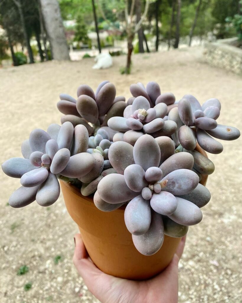 Pachyphytum Oviferum: A Suculenta Pedra da Lua que Encanta Colecionadores.