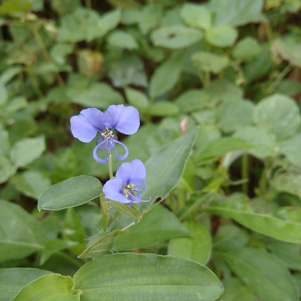 Conheça 3 plantas para usar como forração de jardim.