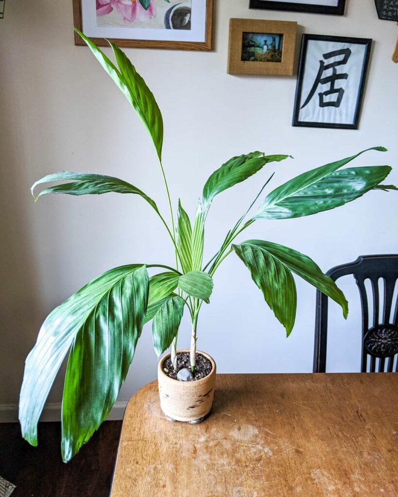 Palmeira-metálica: Saiba como cuidar e transformar jardins e interiores com um toque de sofisticação.