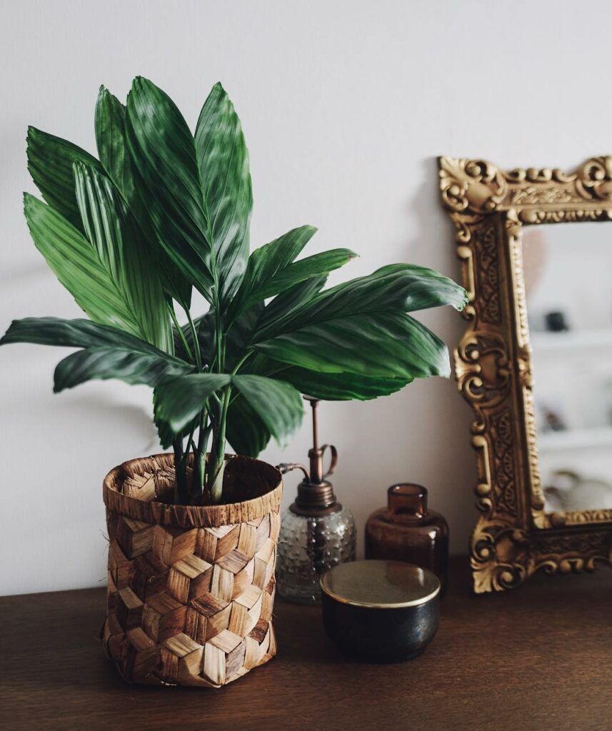 Palmeira-metálica: Saiba como cuidar e transformar jardins e interiores com um toque de sofisticação.