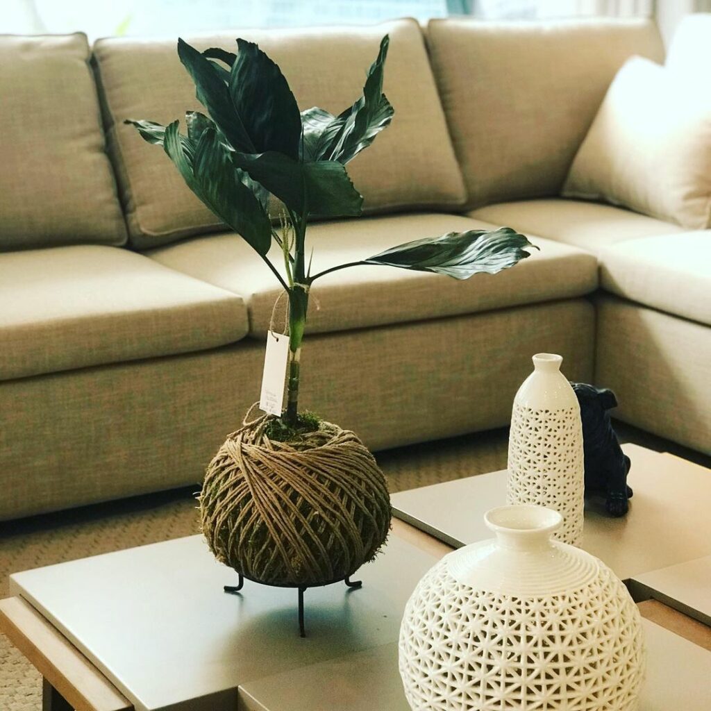 Palmeira-metálica: Saiba como cuidar e transformar jardins e interiores com um toque de sofisticação.