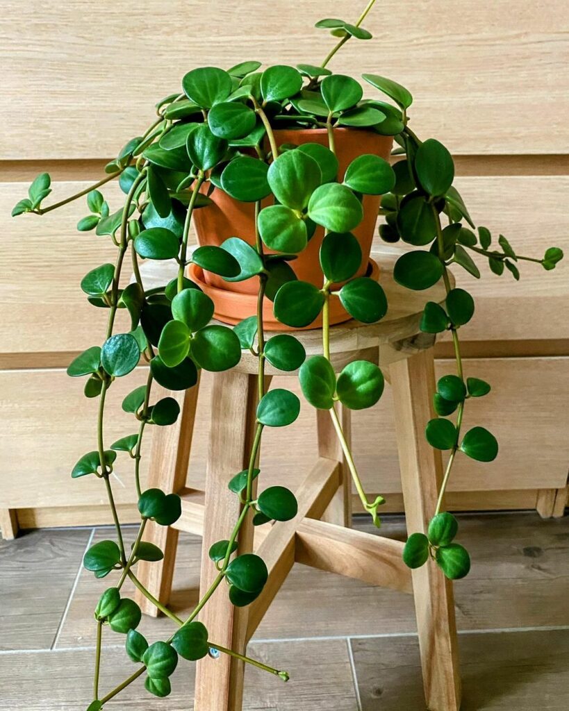 Conheça a Peperomia Hope: Uma Planta Rara e de Baixa Manutenção.