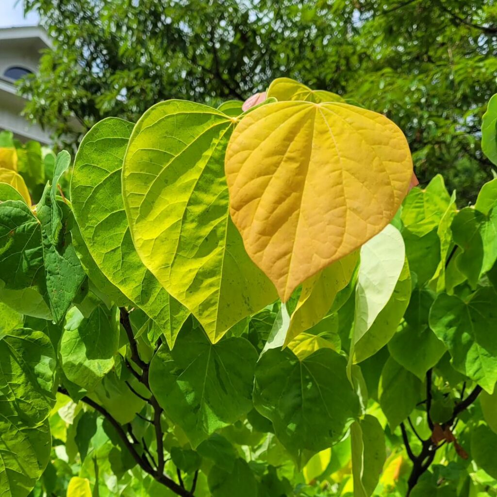 Redbud do Sol Nascente: a árvore ornamental que traz o charme da primavera japonesa para o jardim