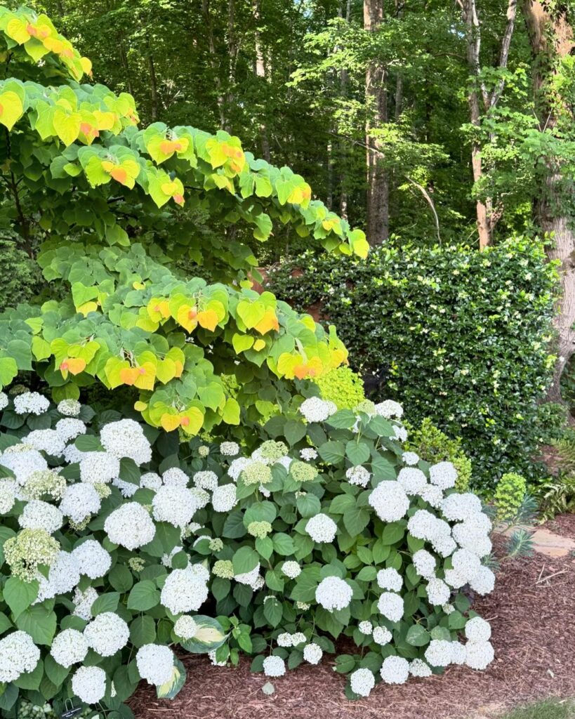 Redbud do Sol Nascente: a árvore ornamental que traz o charme da primavera japonesa para o jardim