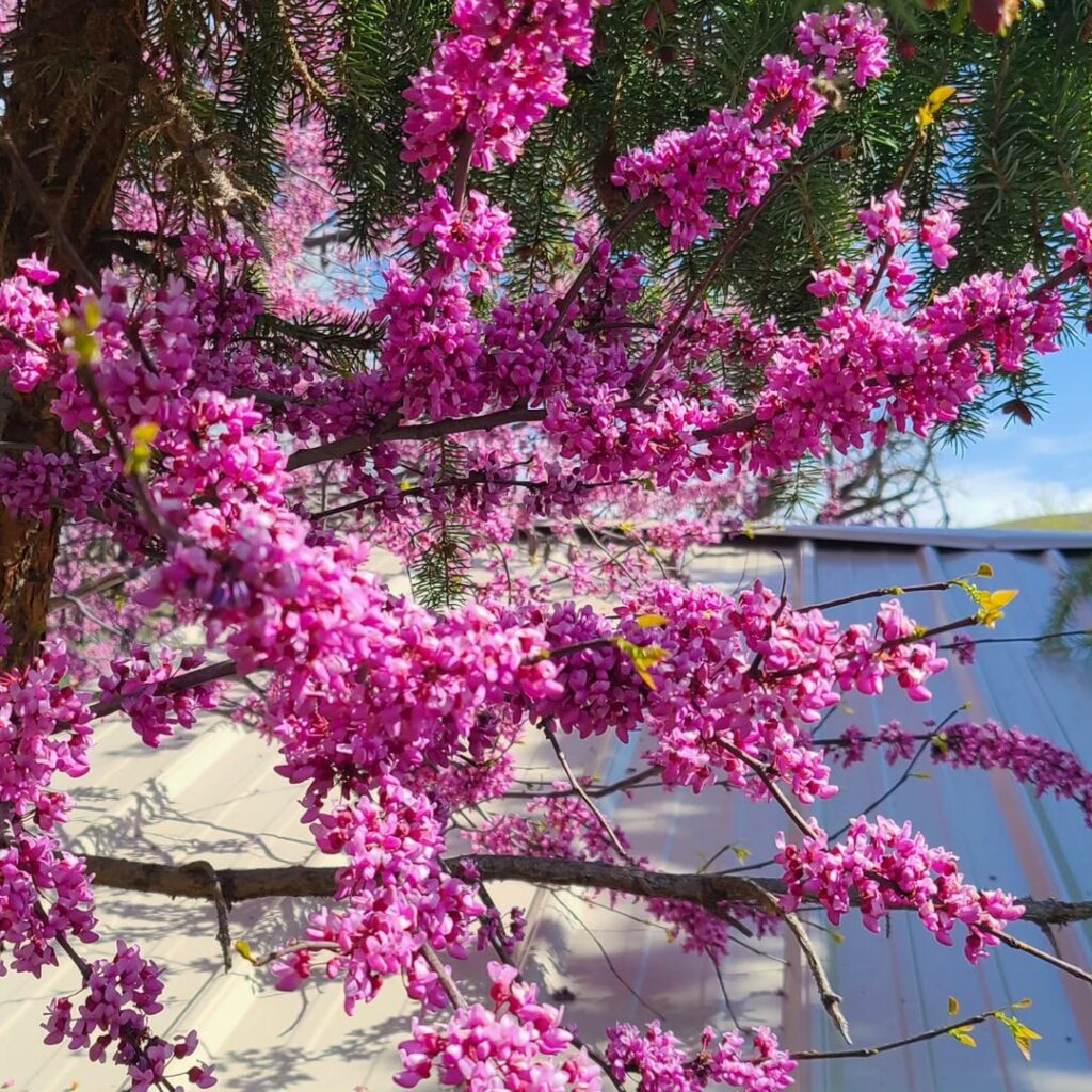 Redbud do Sol Nascente: a árvore ornamental que traz o charme da primavera japonesa para o jardim