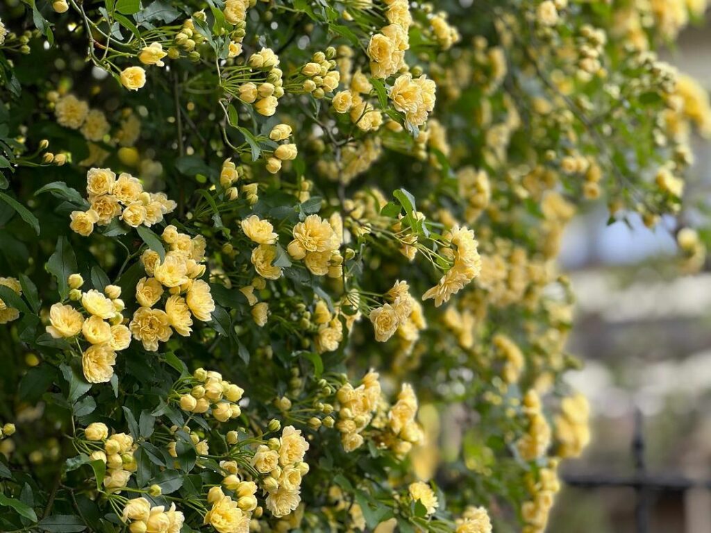 Rosa Banksiae: A Rosa mais Antiga e Encantadora do Mundo