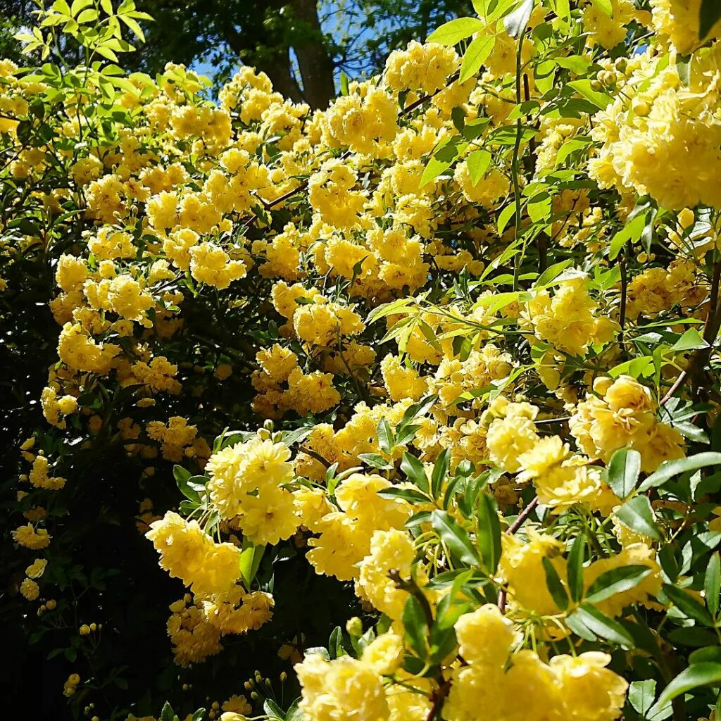 Rosa Banksiae: A Rosa mais Antiga e Encantadora do Mundo