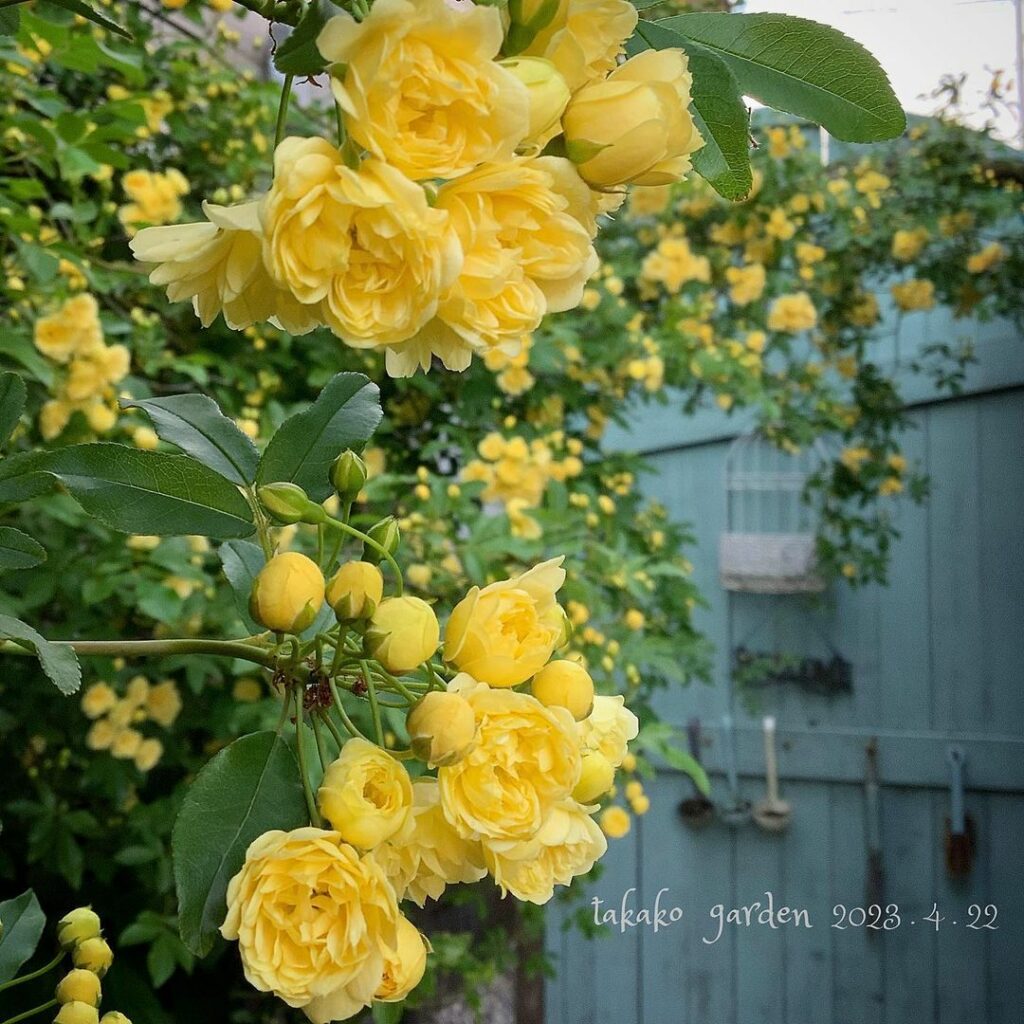 Rosa Banksiae: A Rosa mais Antiga e Encantadora do Mundo