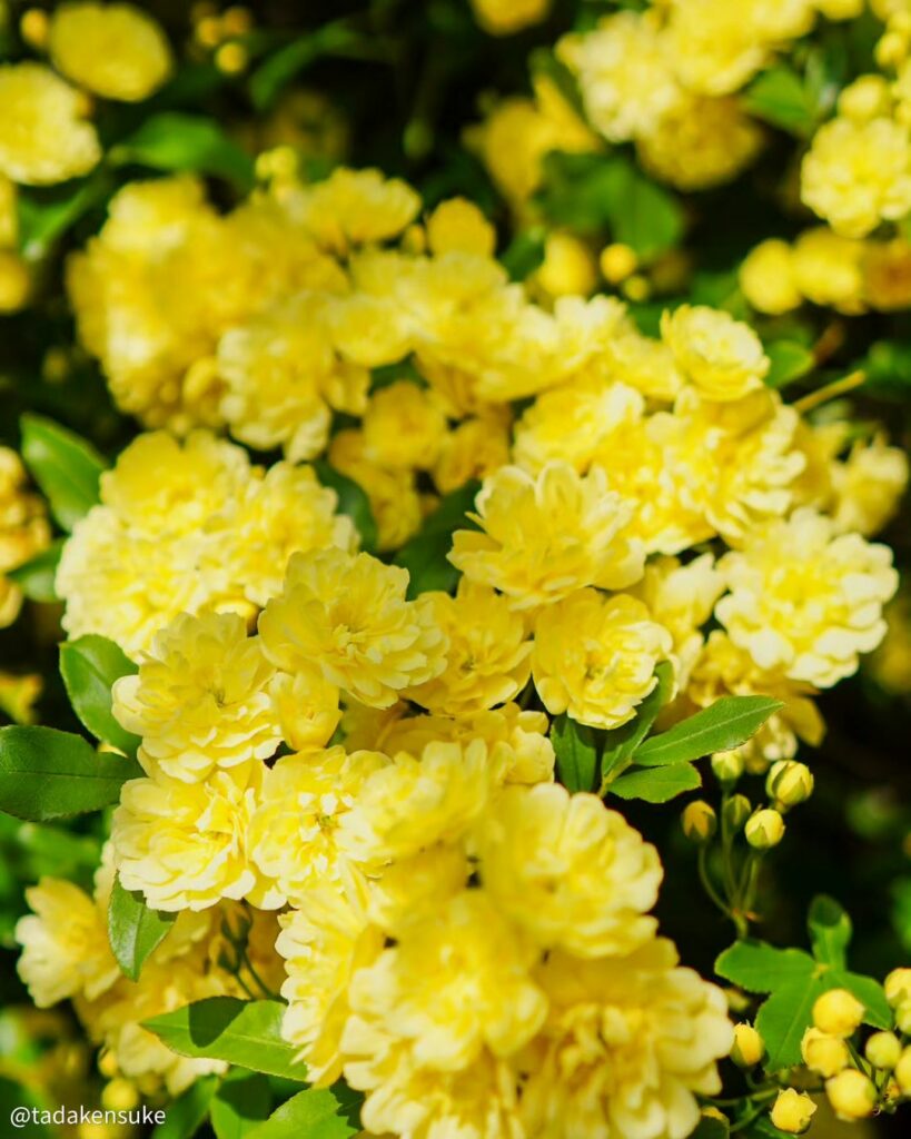 Rosa Banksiae: A Rosa mais Antiga e Encantadora do Mundo