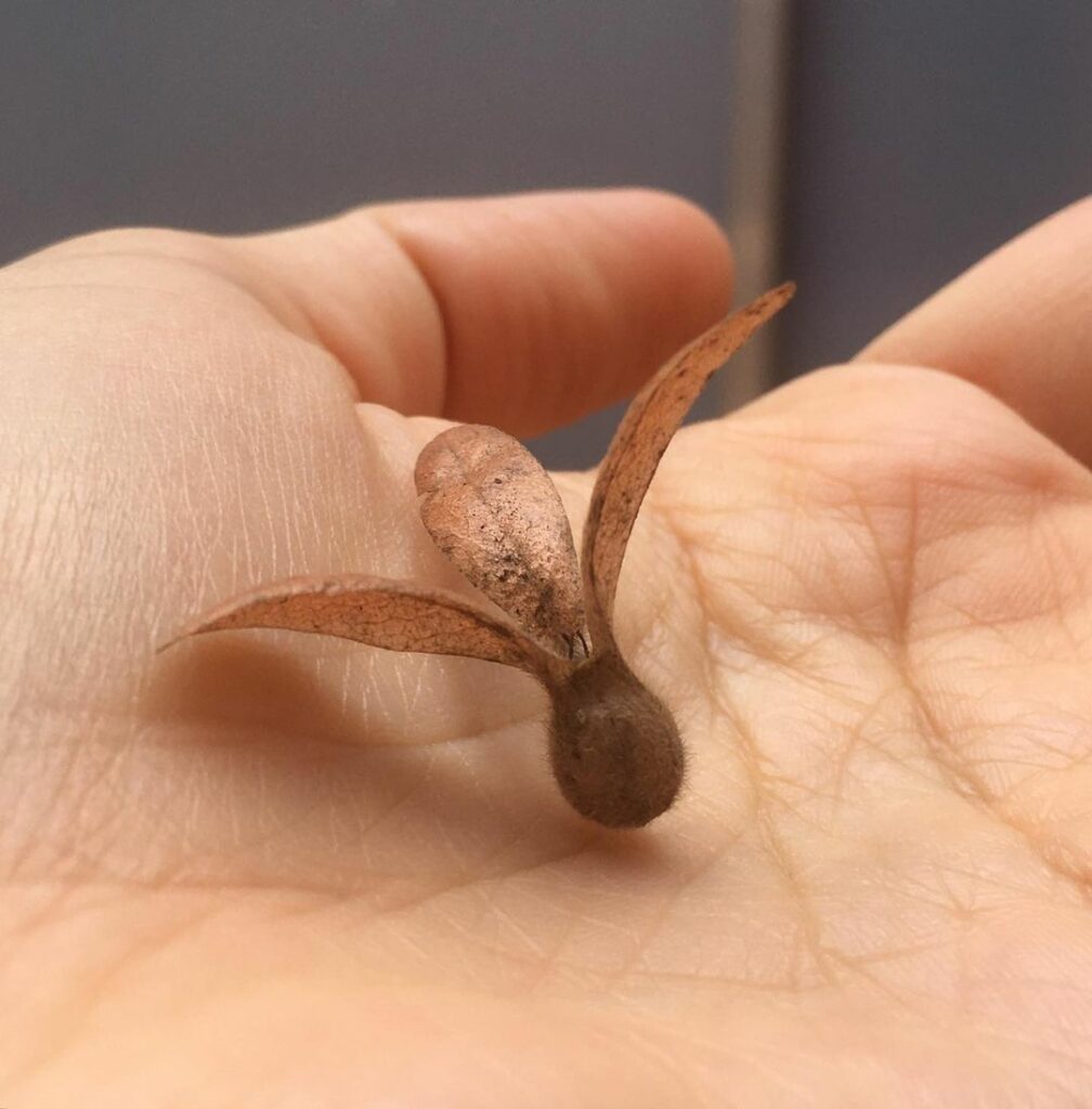 A impressionante queda das sementes Aladas Helicópteras de uma Árvore de Bordo.