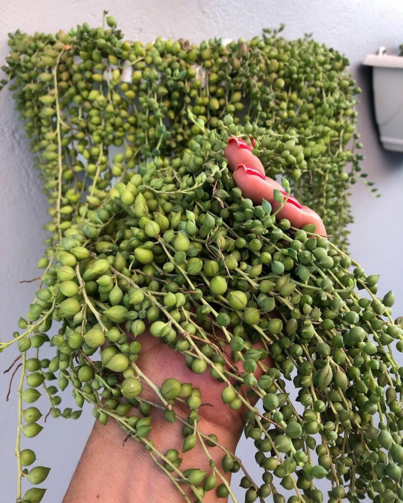 5 suculentas "colares" que destacam os ambientes com seus cachos pendentes