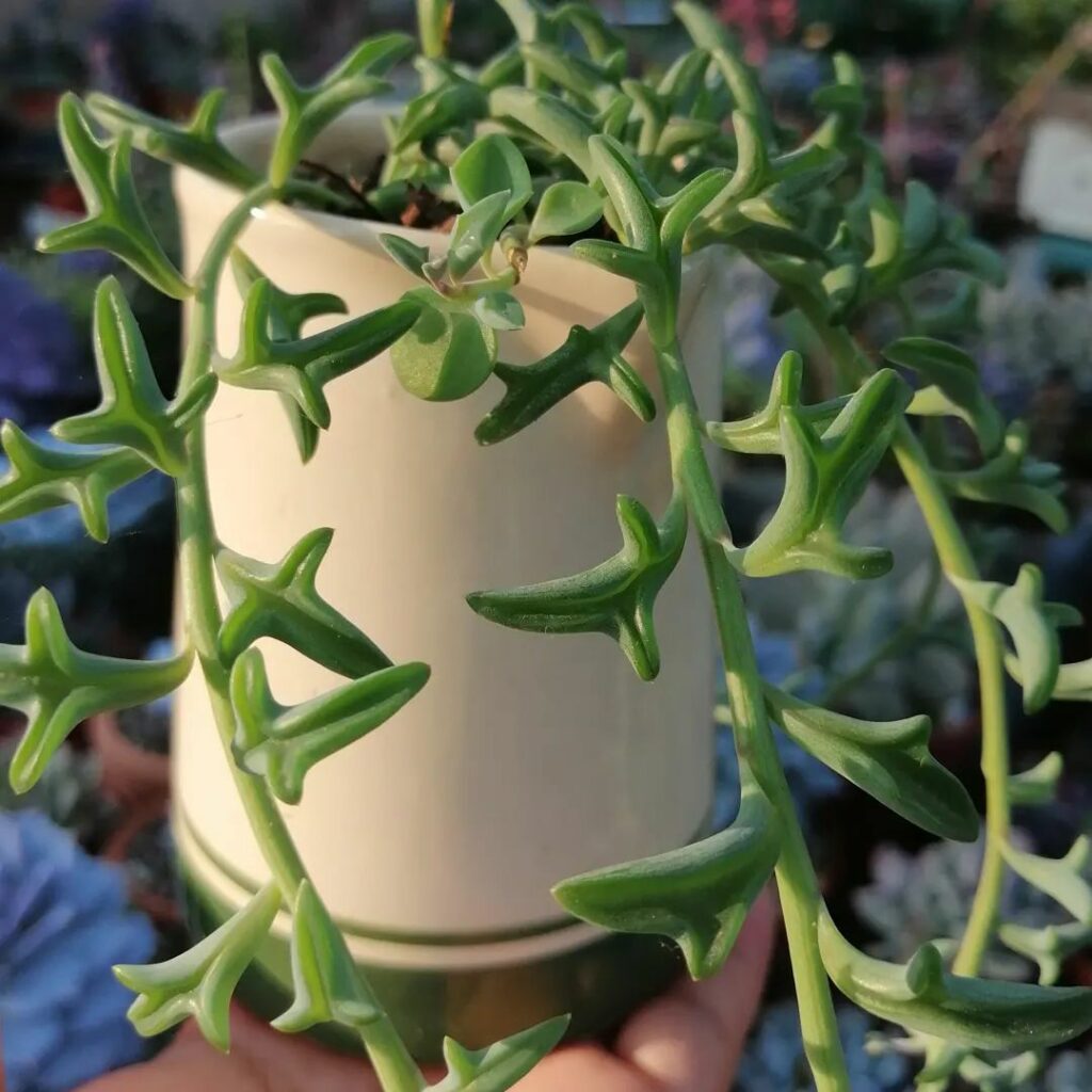 Essa suculenta parece um colar de golfinhos e virou objeto de desejo entre colecionadores e fãs de decoração verde