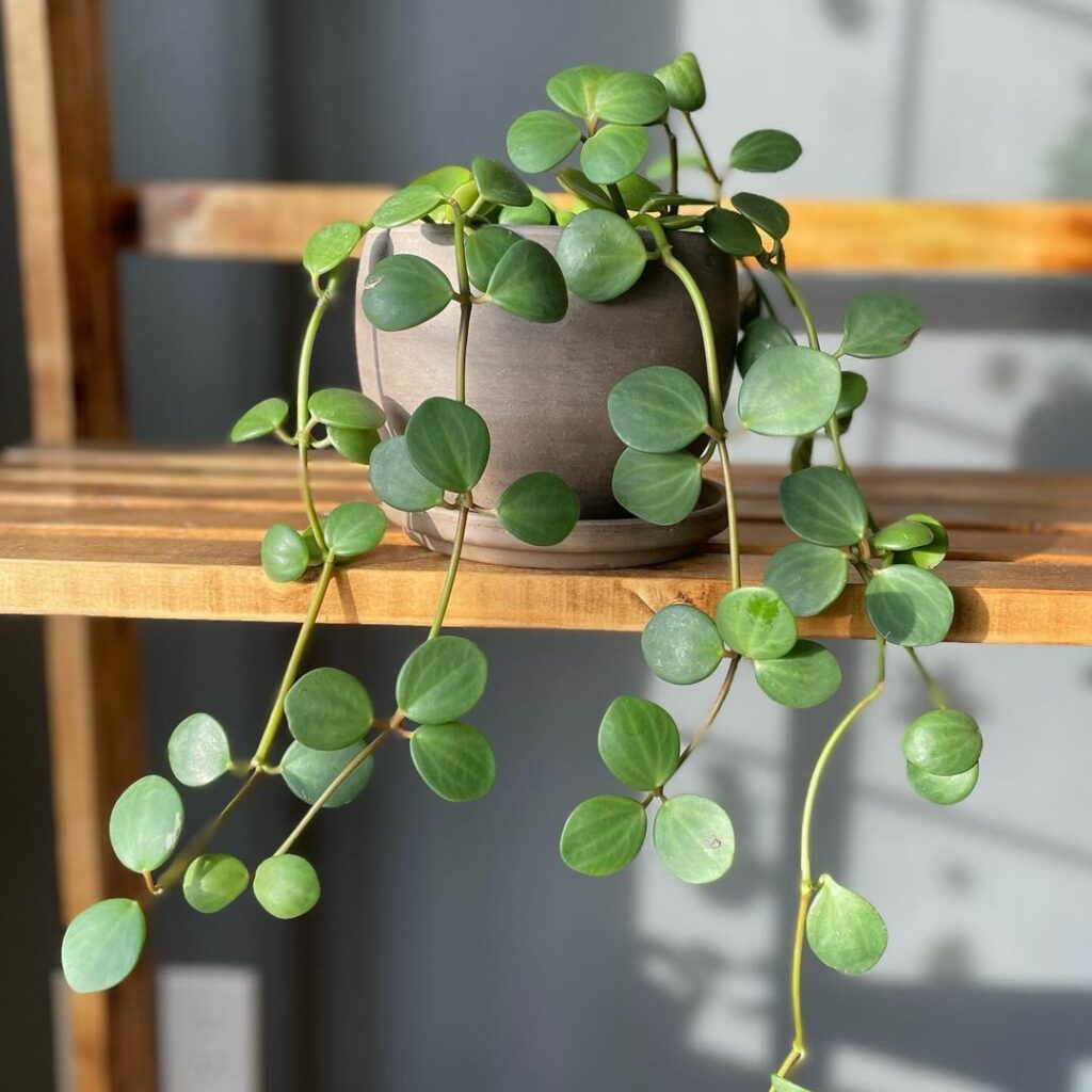 5 suculentas "colares" que destacam os ambientes com seus cachos pendentes