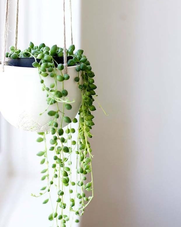 Essa planta pendente parece frágil, mas encanta jardineiros no mundo todo