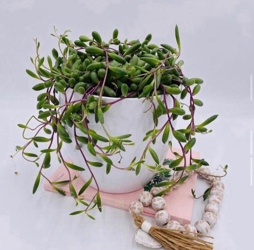 O Trio Perfeito: Plantas Fáceis de Cuidar que Transformam Ambientes