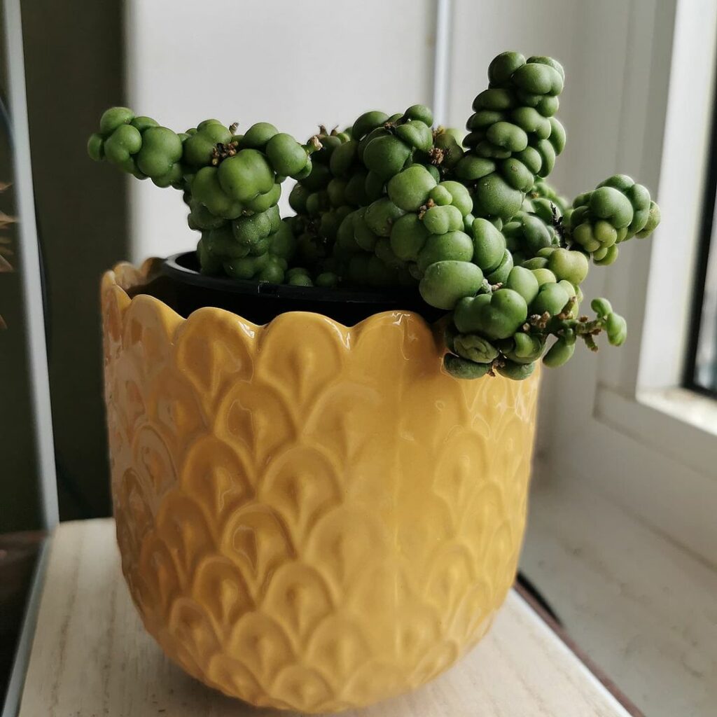 Beleza Rara: Conheça a Suculenta Pangolin Kisses, um Toque Exótico na Decoração de Interiores