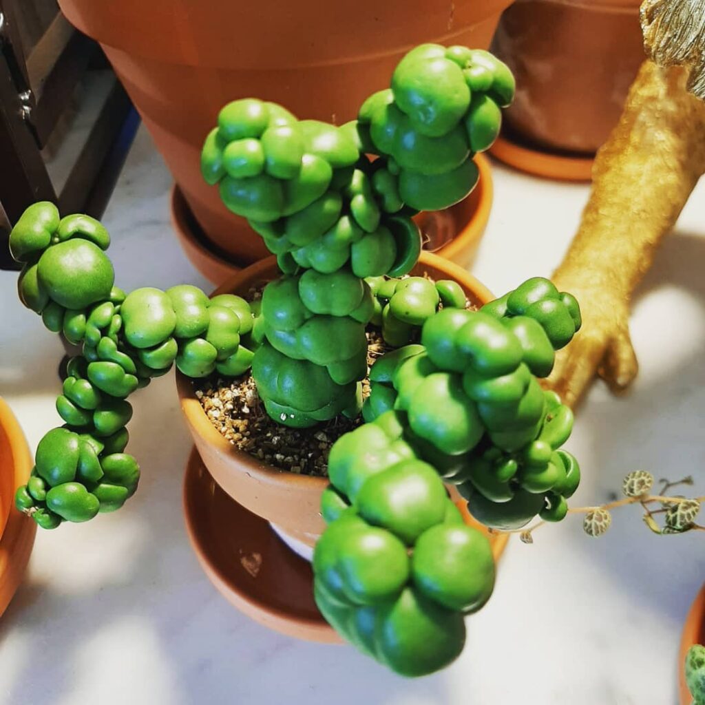 Beleza Rara: Conheça a Suculenta Pangolin Kisses, um Toque Exótico na Decoração de Interiores