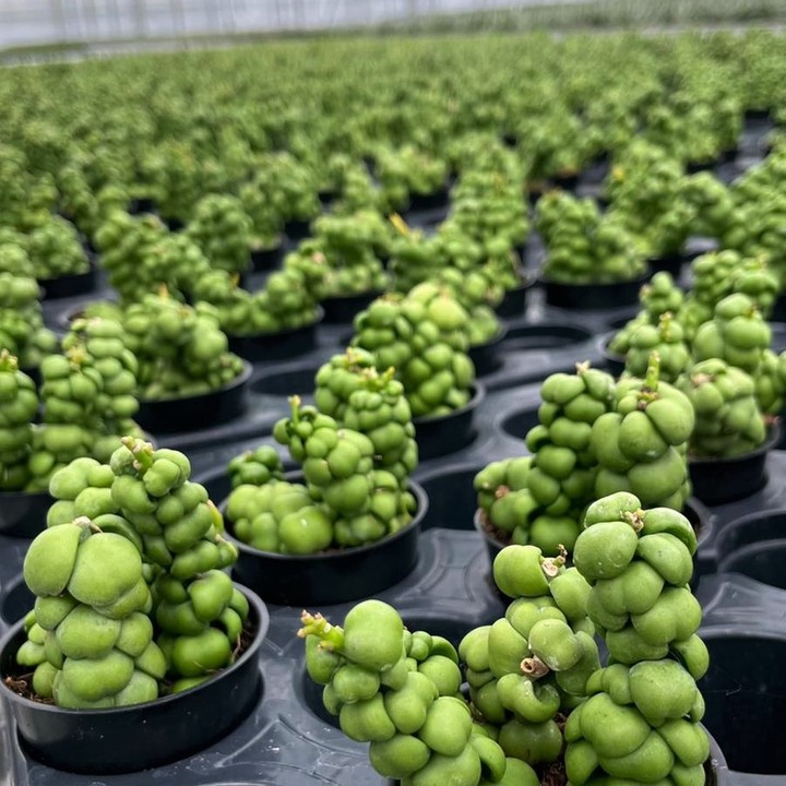 Beleza Rara: Conheça a Suculenta Pangolin Kisses, um Toque Exótico na Decoração de Interiores