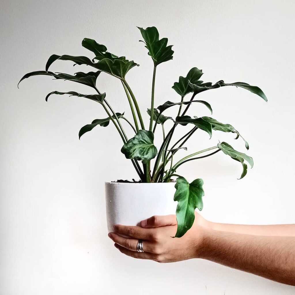 Philodendro Xanadu: uma planta tropical, daquelas "bem espaçosas" para dentro de casa e jardim.