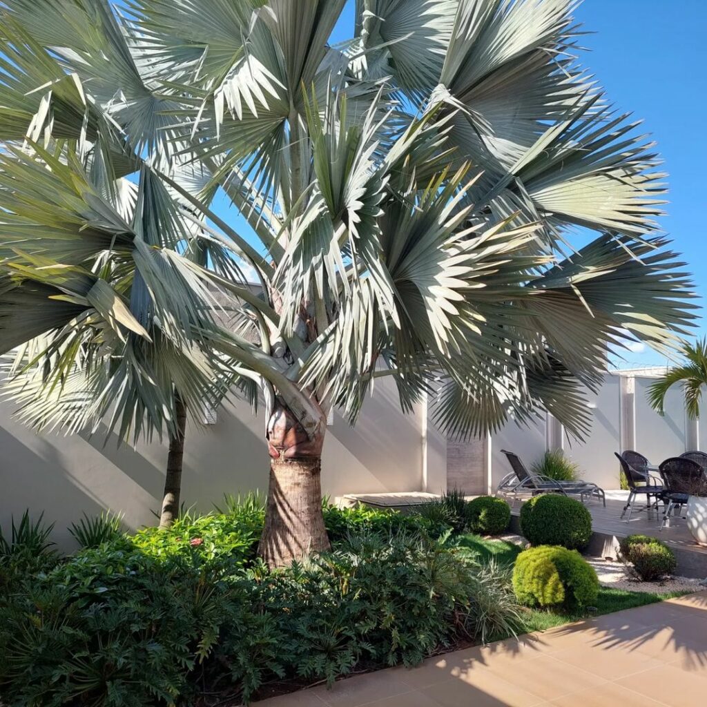 Philodendro Xanadu: uma planta tropical, daquelas "bem espaçosas" para dentro de casa e jardim.