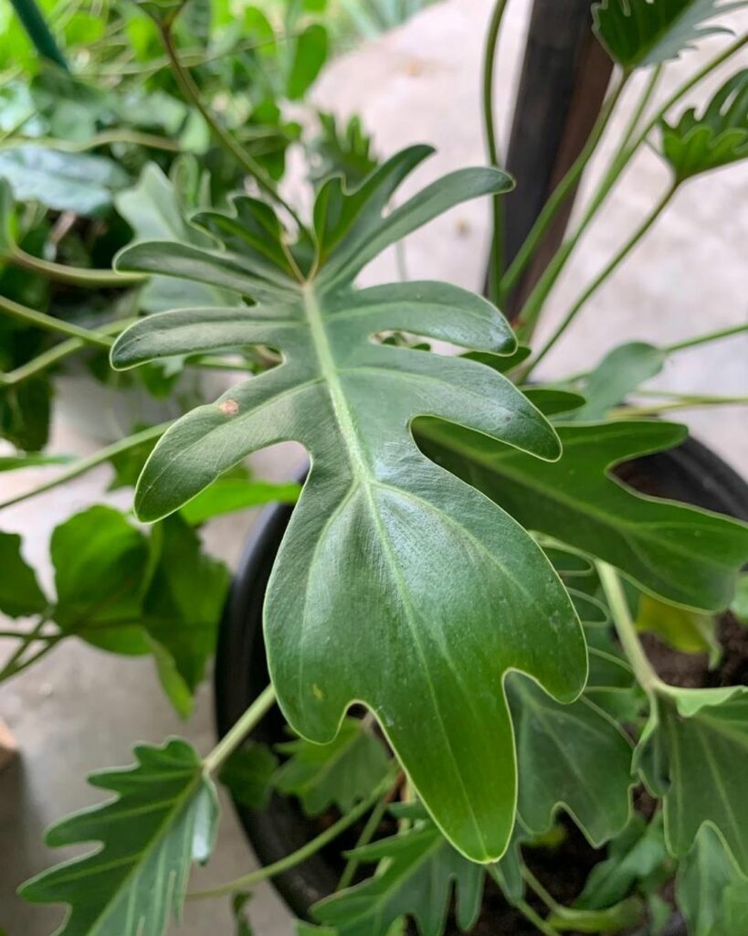 Philodendro Xanadu: uma planta tropical, daquelas "bem espaçosas" para dentro de casa e jardim.