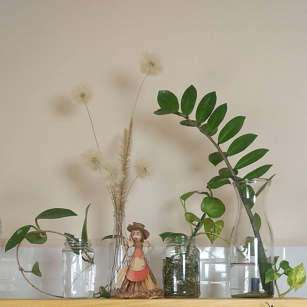 É possível cultivar zamioculca na água? Especialistas respondem!