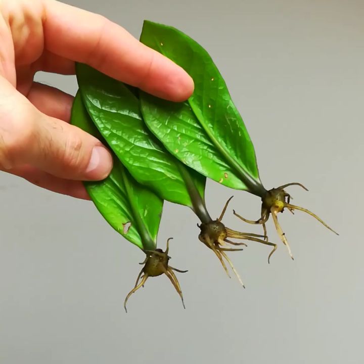 É possível cultivar zamioculca na água? Especialistas respondem!