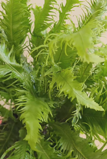 Samambaia Rabo de Pavão: O Encanto Exótico de uma Folhagem Escultural