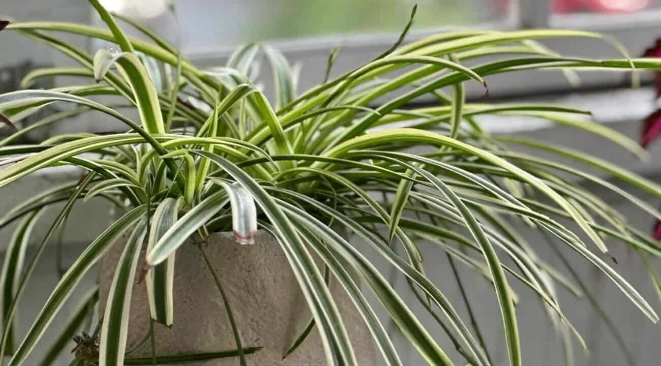 Chlorophytum comosum