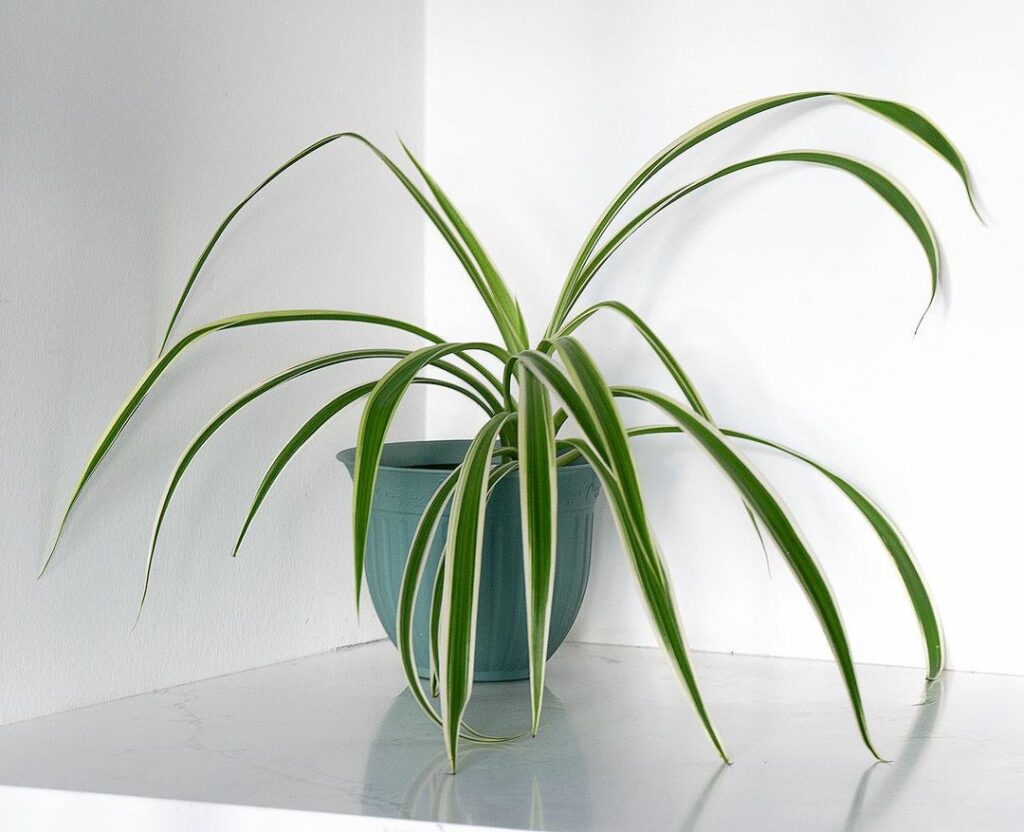 Chlorophytum comosum: veja como cuidar da famosa planta-aranha