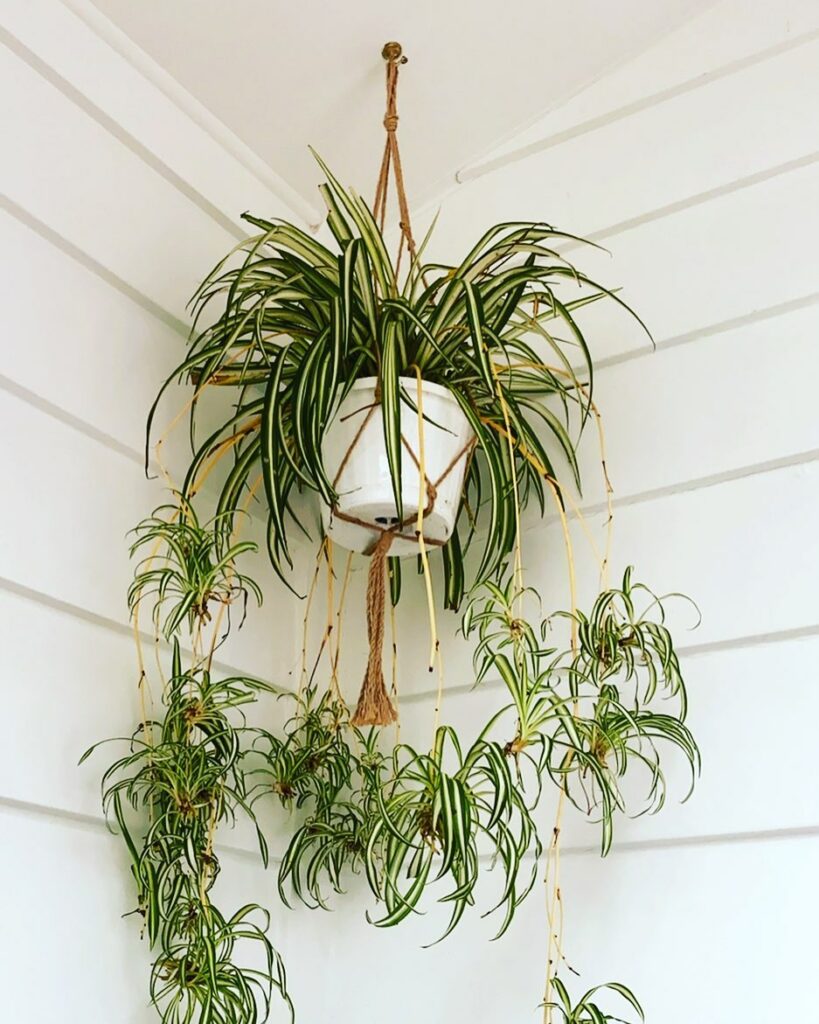 Chlorophytum comosum: veja como cuidar da famosa planta-aranha