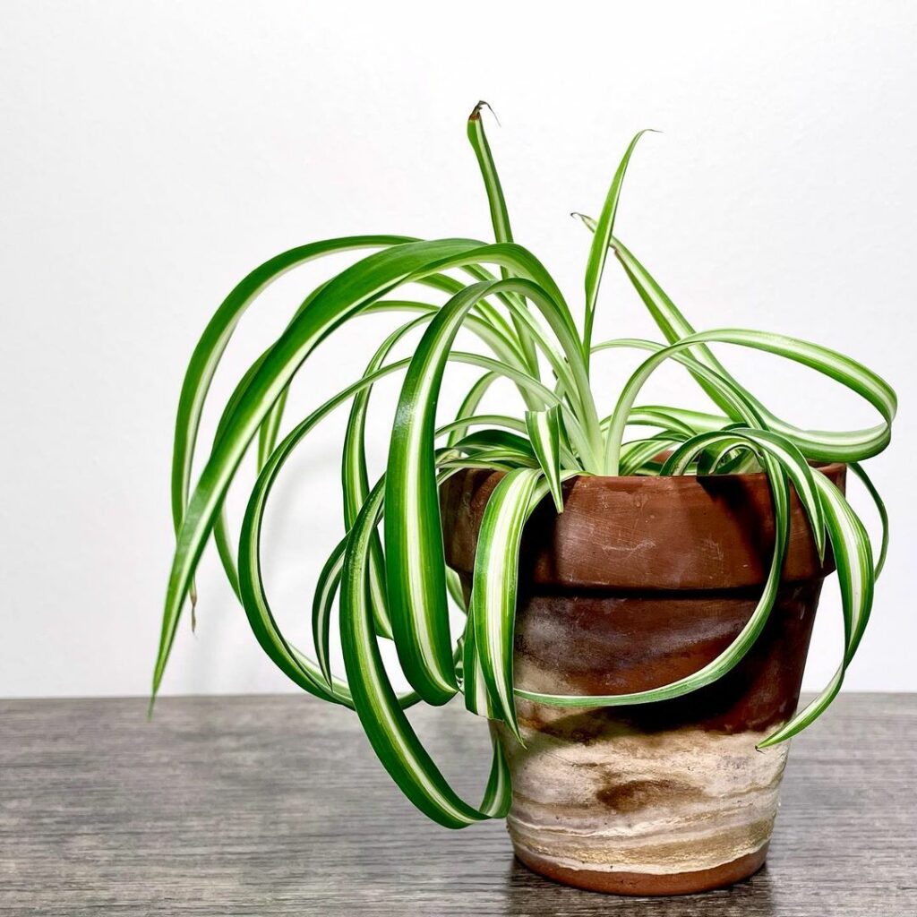 Chlorophytum comosum: veja como cuidar da famosa planta-aranha