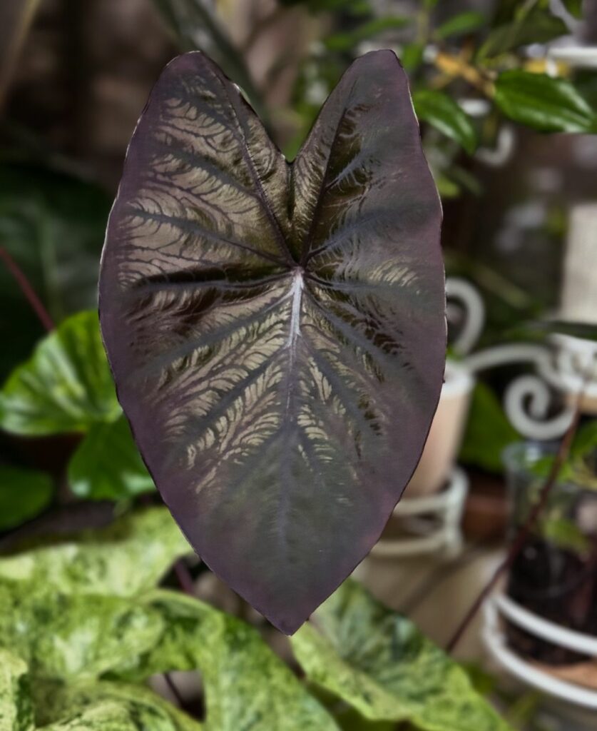 Colocasia 'Black Magic': A Orelha-de-Elefante Roxa Que Transforma Jardins e Interiores