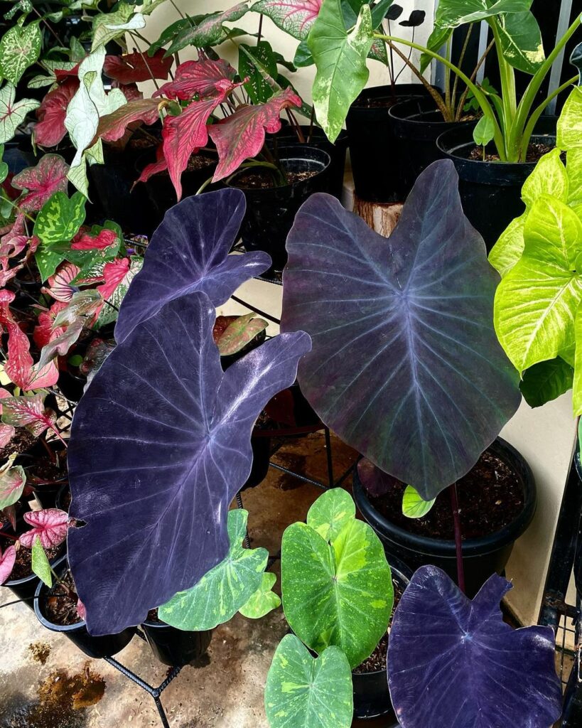 Colocasia 'Black Magic': A Orelha-de-Elefante Roxa Que Transforma Jardins e Interiores