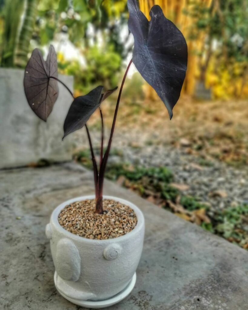 Colocasia 'Black Magic': A Orelha-de-Elefante Roxa Que Transforma Jardins e Interiores
