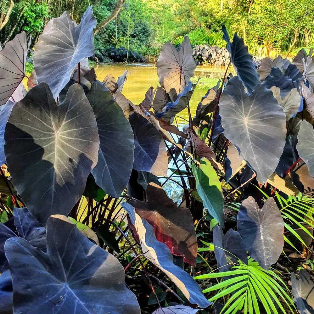 Colocasia 'Black Magic': A Orelha-de-Elefante Roxa Que Transforma Jardins e Interiores
