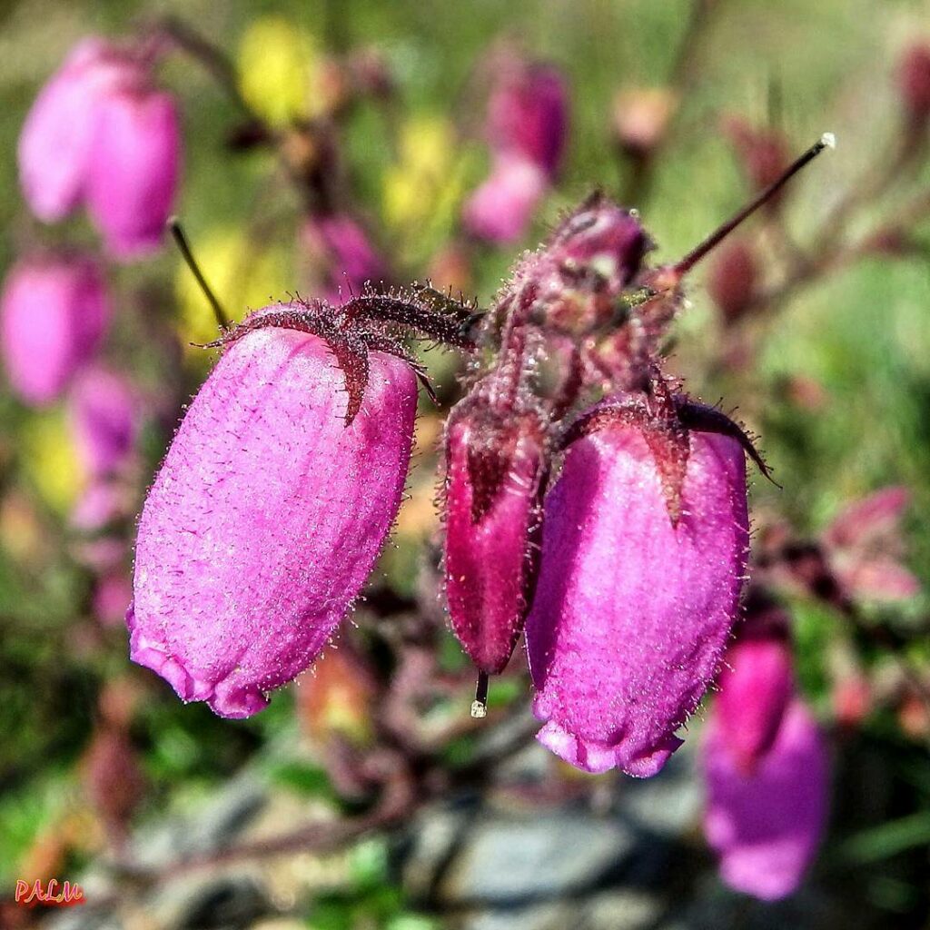 Daboecia cantabrica: um arbusto pequeno que encanta com suas flores em forma de sino.