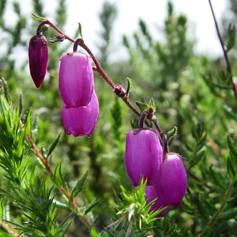 Daboecia cantabrica: um arbusto pequeno que encanta com suas flores em forma de sino.