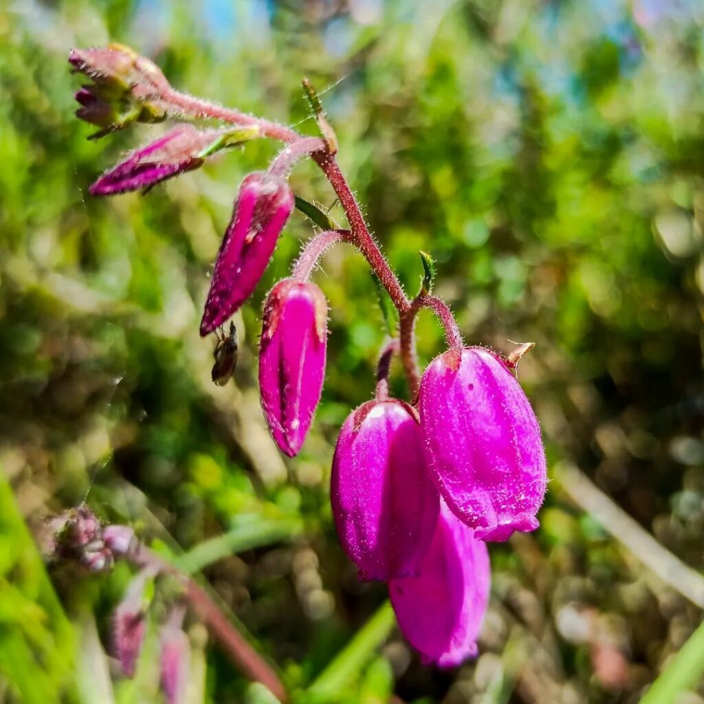 Daboecia cantabrica: um arbusto pequeno que encanta com suas flores em forma de sino.