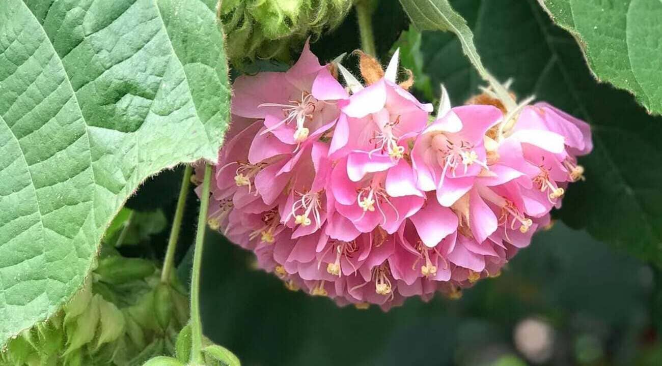 Dombeya wallichii