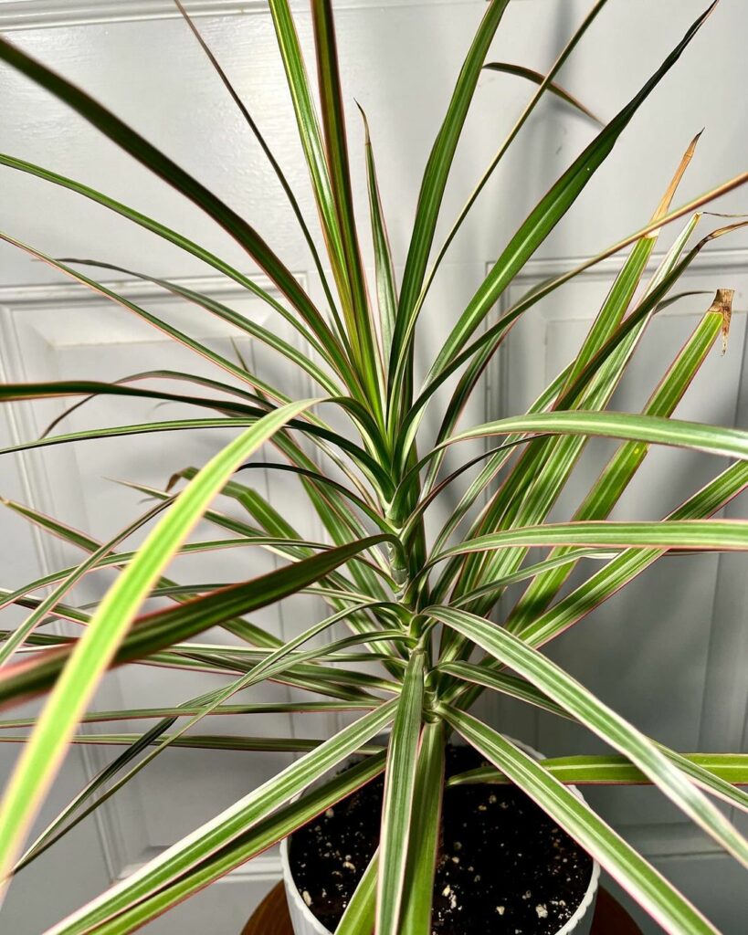 Dracaena marginata: A Versatilidade do Dragoeiro de Madagascar em Ambientes Internos