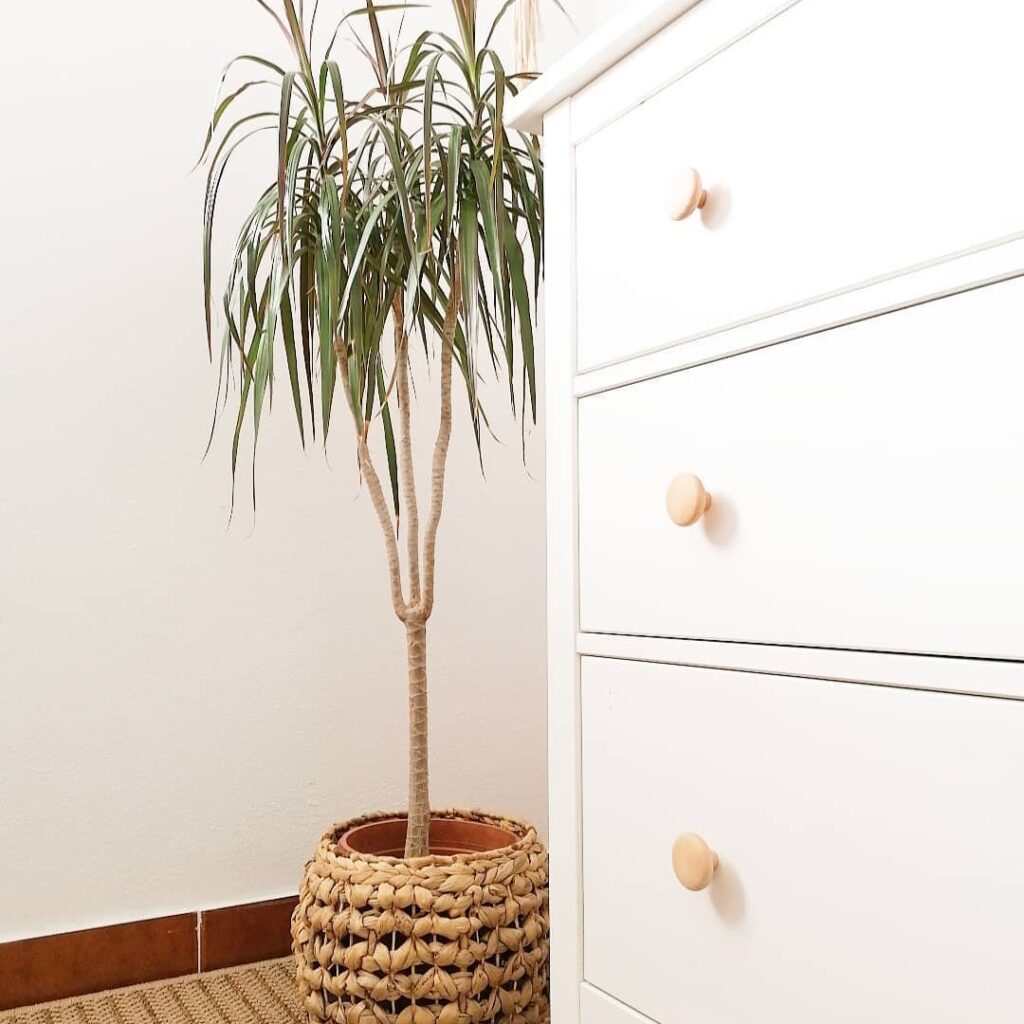 Dracaena marginata: A Versatilidade do Dragoeiro de Madagascar em Ambientes Internos